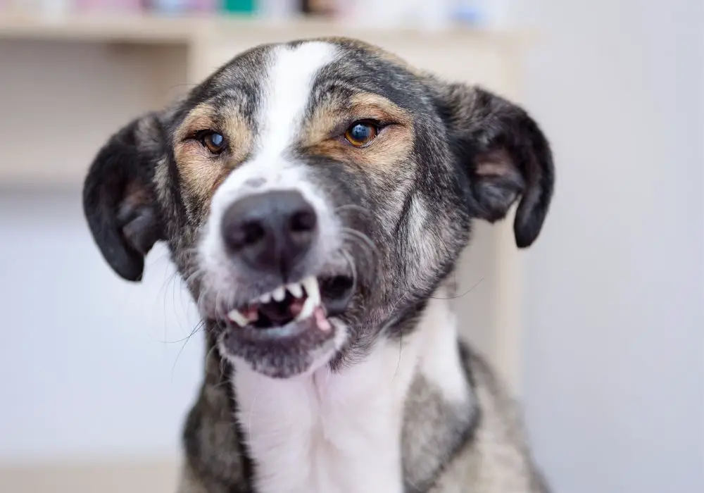 Why dogs may need metal teeth